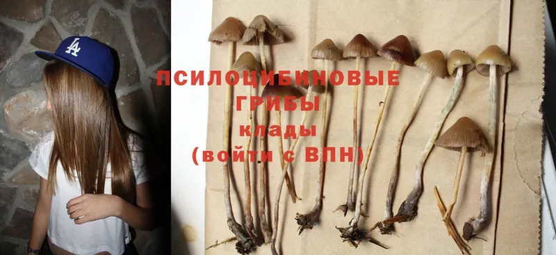 Галлюциногенные грибы Psilocybine cubensis  OMG ссылка  Козельск 